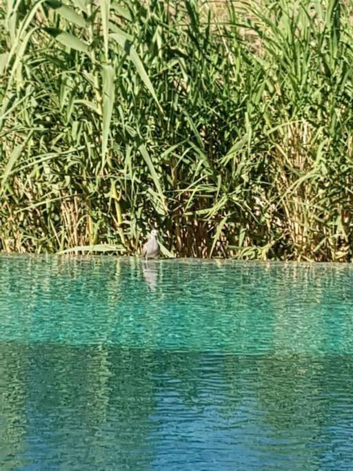 Le Figuier Du Lac Bin Elouidane Exteriör bild